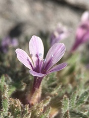 Collomia larsenii