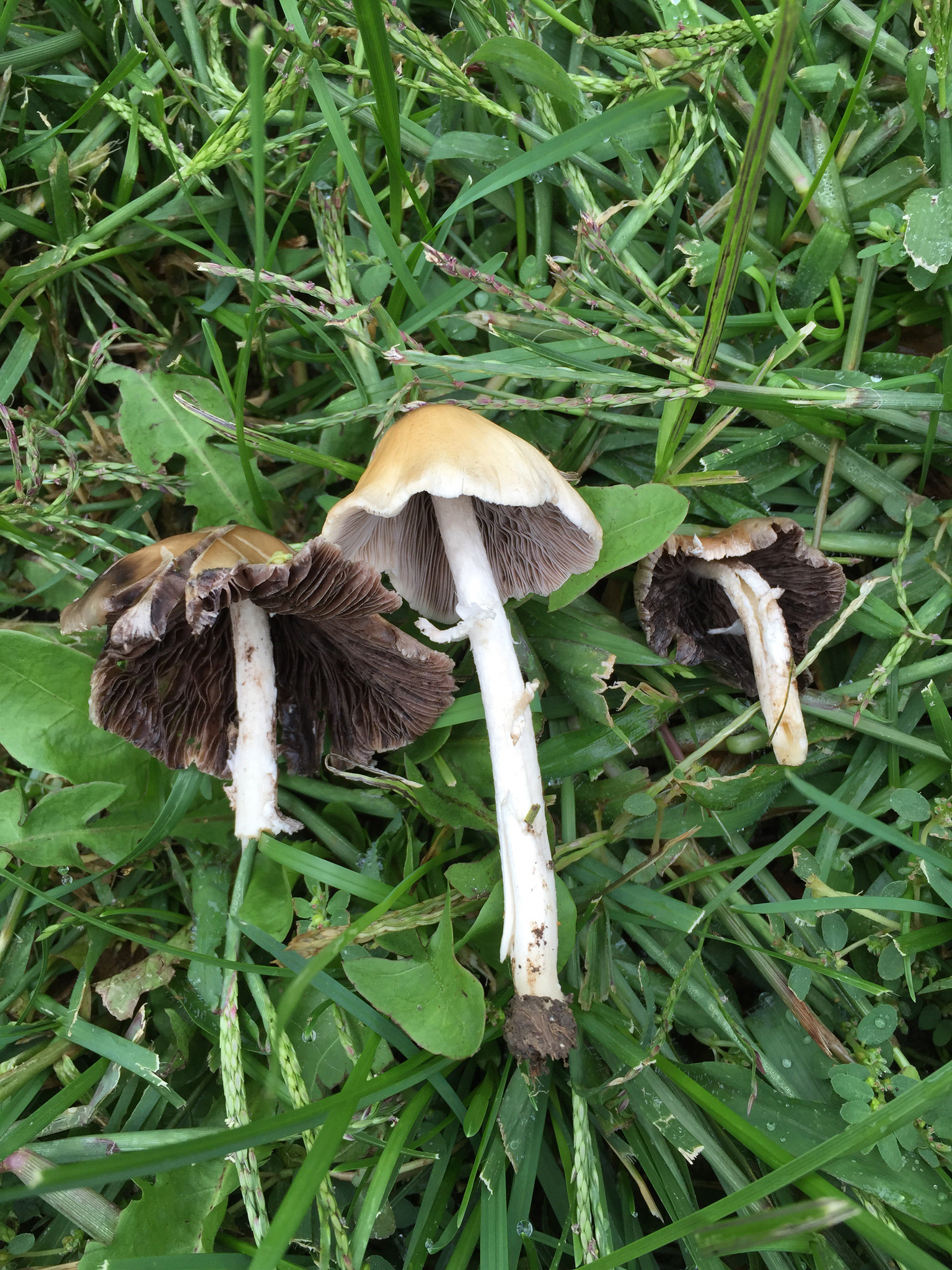 Psathyrella candolleana image