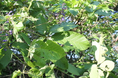Vitex pyramidata