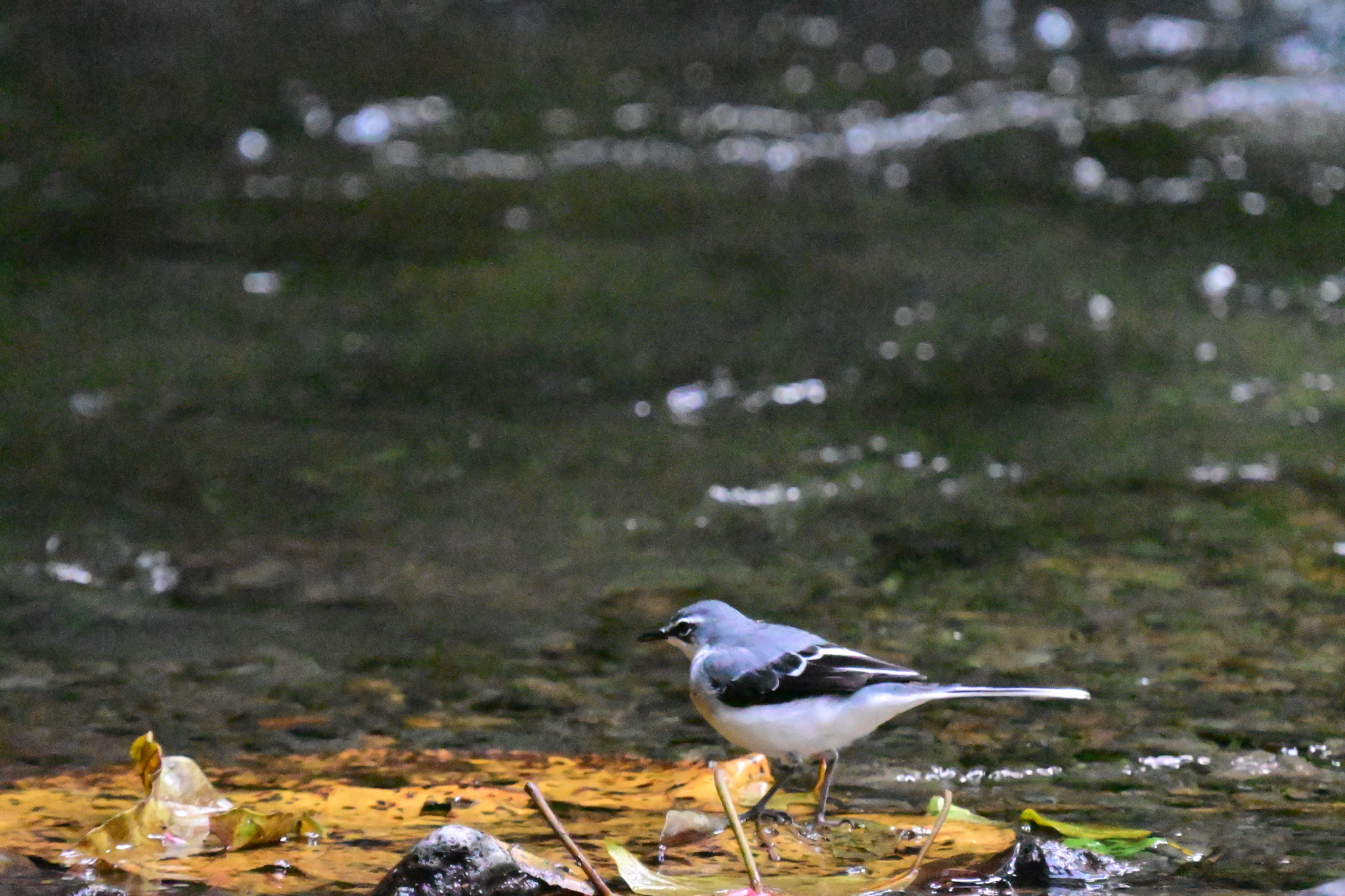 Mountain Wagtail (Motacilla clara), photo 8