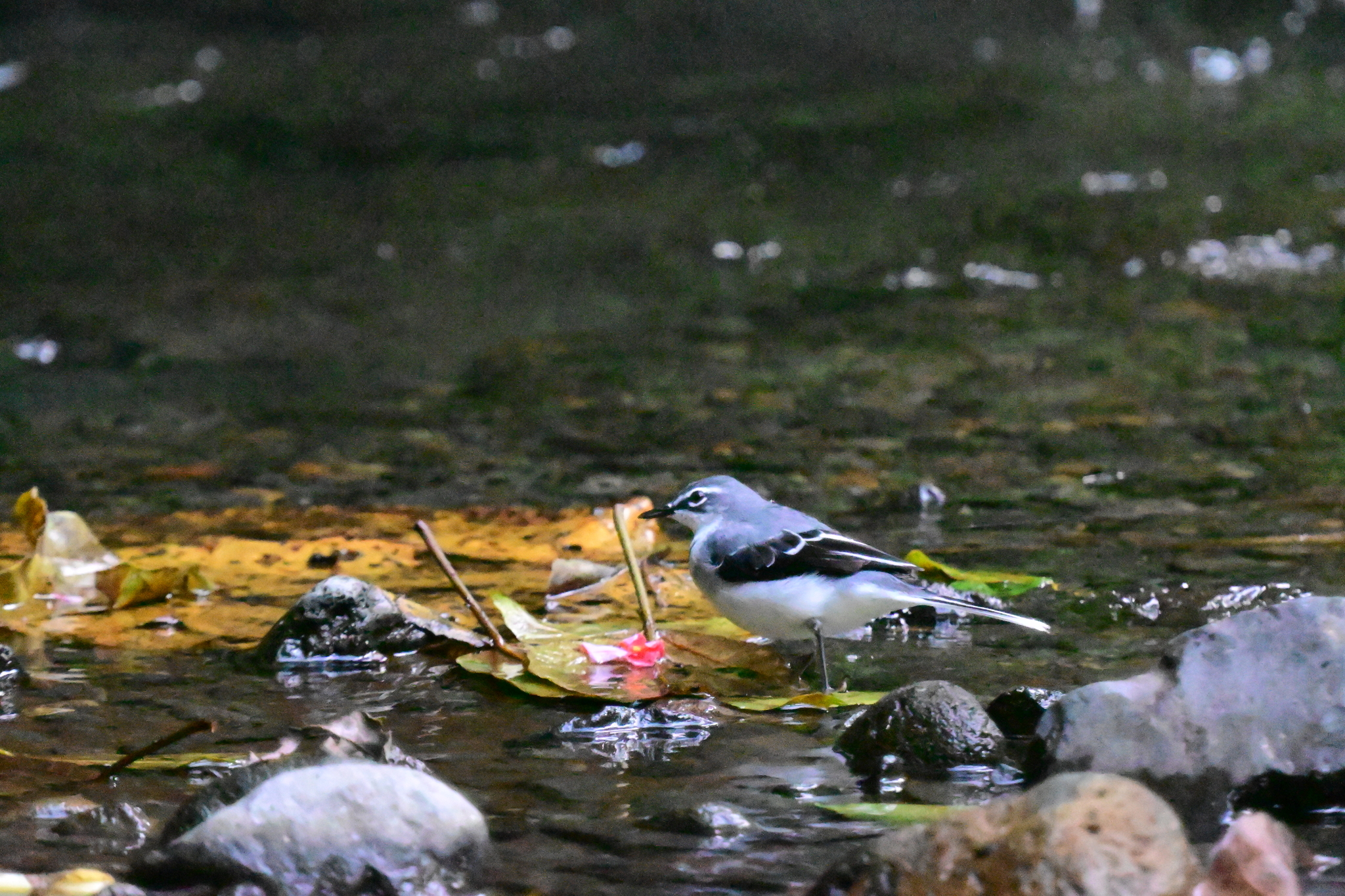 Mountain Wagtail (Motacilla clara), photo 7