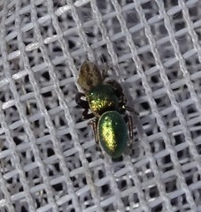 Sassacus papenhoei
