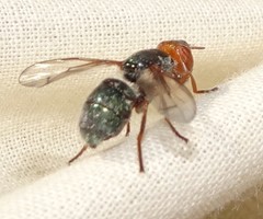 Senopterina caerulescens