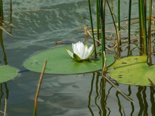 Nymphaea odorata