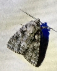 Acronicta marmorata