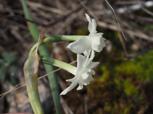 Image of Narcissus dubius by (c) Louis Aureglia, some rights reserved (CC BY)