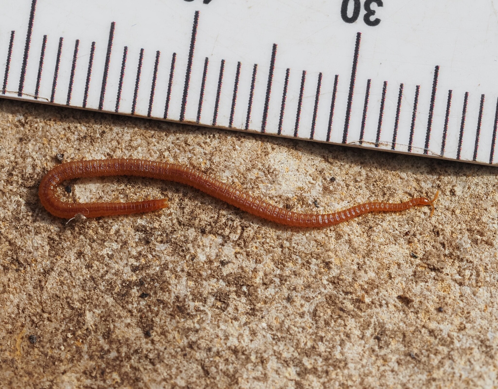 Dignathodon microcephalus Lucas, 1846