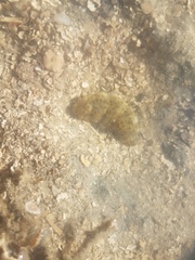Stichopus