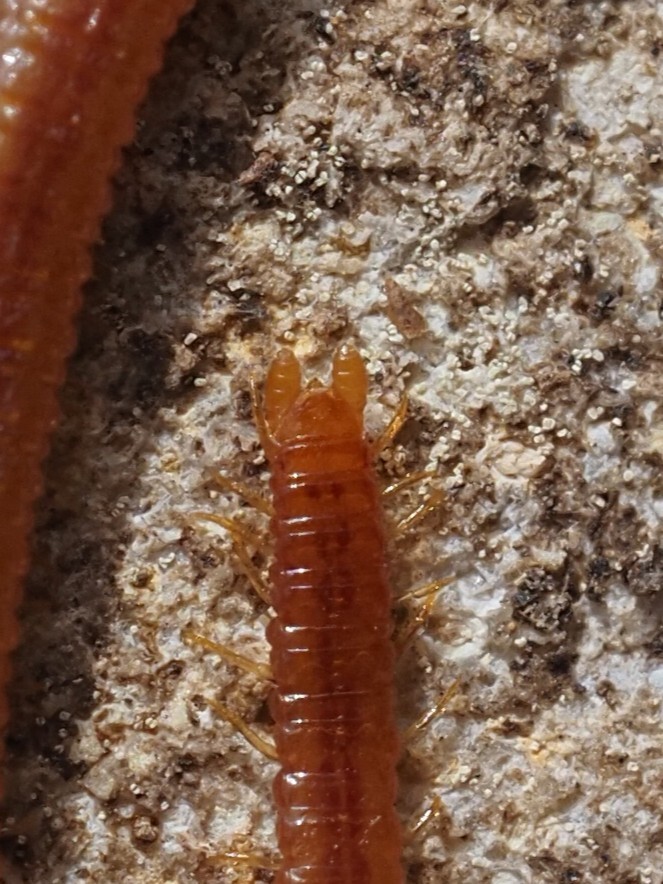 Dignathodon microcephalus Lucas, 1846