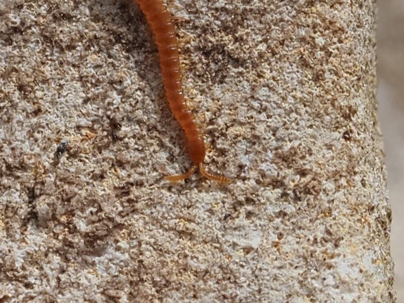 Dignathodon microcephalus Lucas, 1846