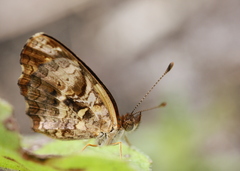 Anthanassa frisia