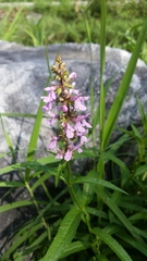 Stachys aspera