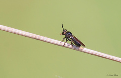 Cerotainia macrocera