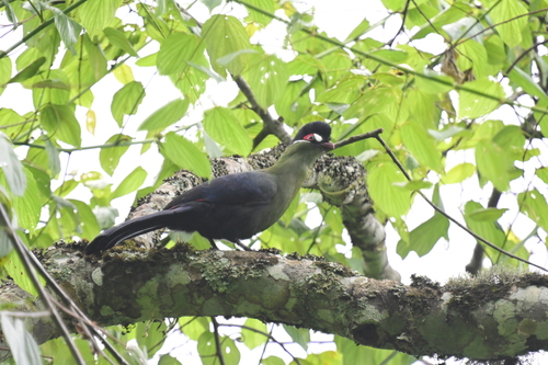 Hartlaub's Turaco (Tauraco hartlaubi)