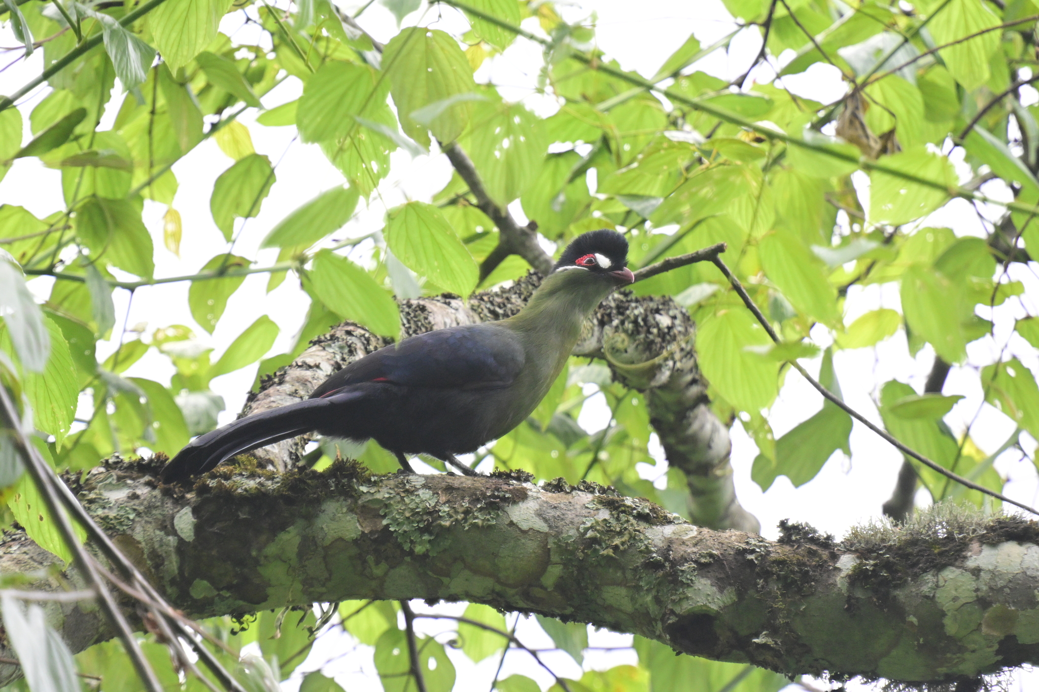Hartlaub's Turaco (Tauraco hartlaubi), photo 1