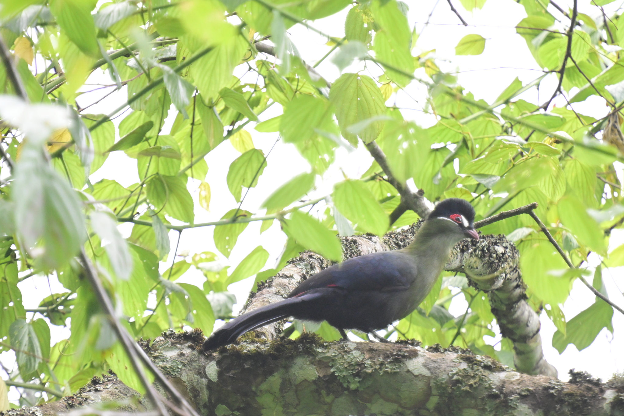 Hartlaub's Turaco (Tauraco hartlaubi), photo 2