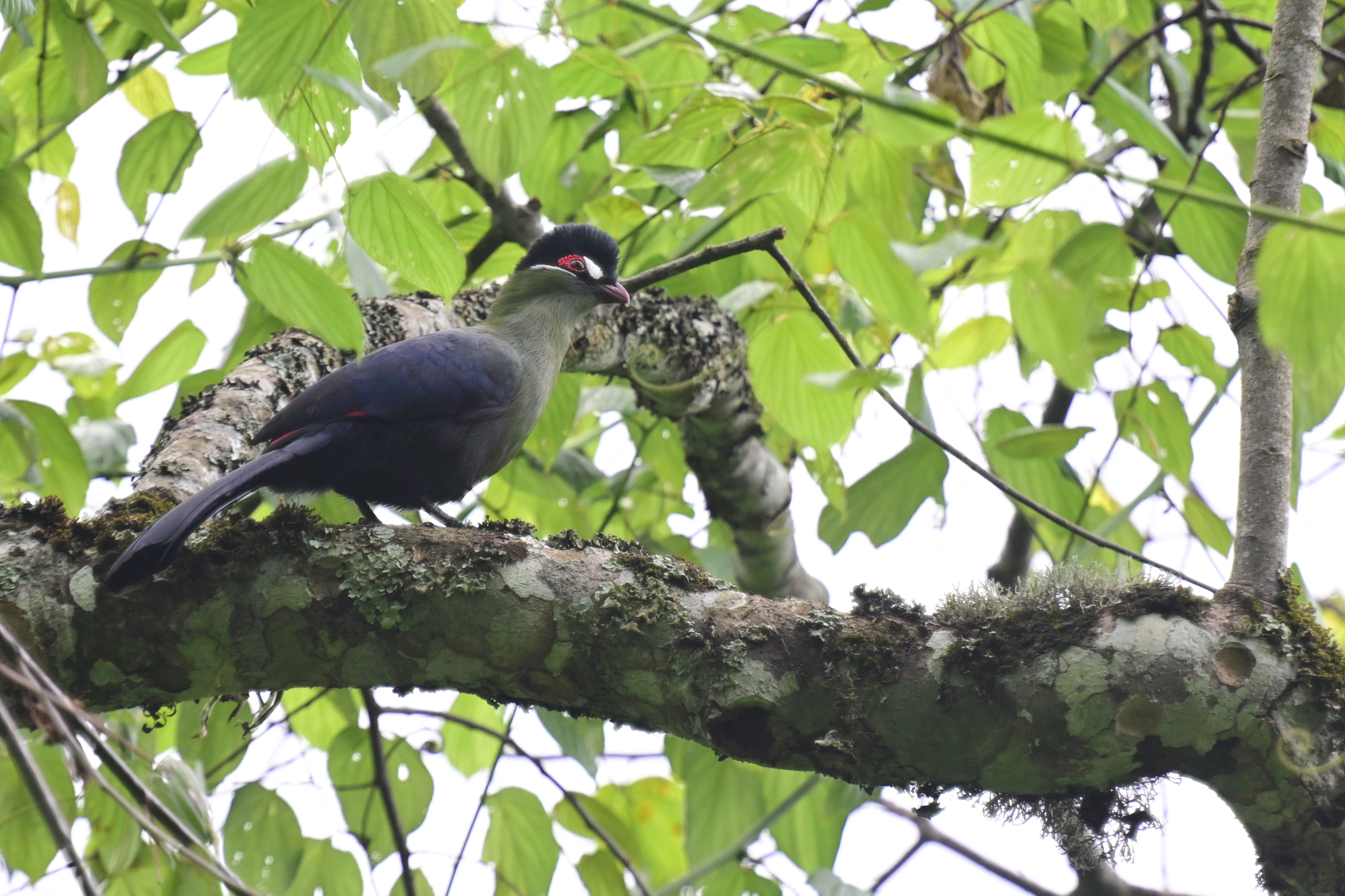 Hartlaub's Turaco (Tauraco hartlaubi), photo 9