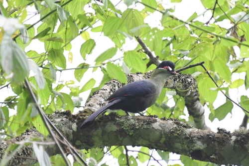 Hartlaub's Turaco (Tauraco hartlaubi), photo 10