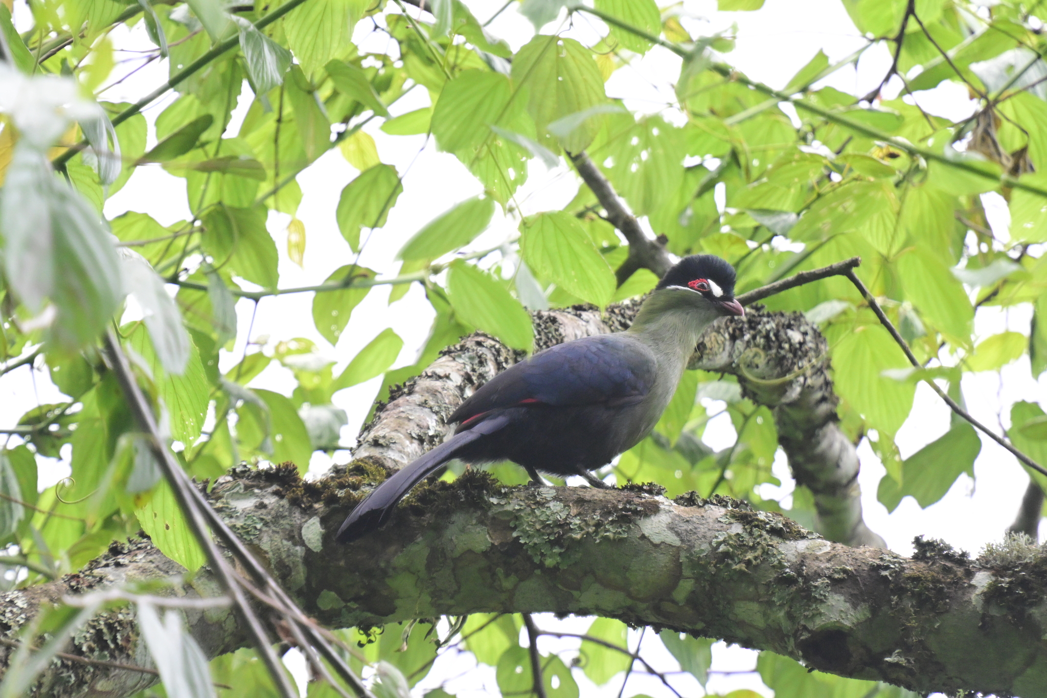 Hartlaub's Turaco (Tauraco hartlaubi), photo 10