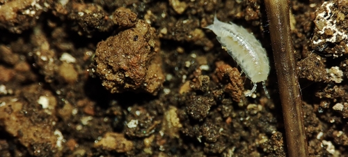 Oritoniscus paganus