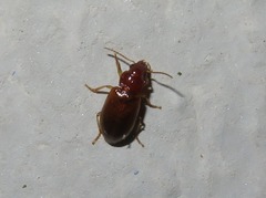 Bradycellus verbasci