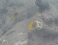 Chaetodon aureofasciatus