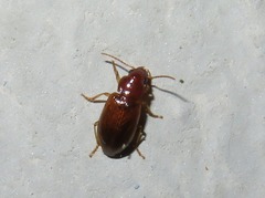 Bradycellus verbasci