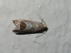 Notocelia uddmanniana