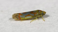 Erythroneura rubrella