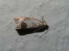 Notocelia uddmanniana