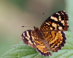 Anthanassa frisia
