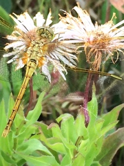 Sympetrum costiferum