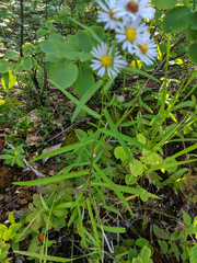 Symphyotrichum bracteolatum