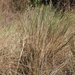 Sand Cordgrass - Photo (c) Mary Keim, some rights reserved (CC BY-NC-SA)