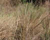 Sand Cordgrass - Photo (c) Mary Keim, some rights reserved (CC BY-NC-SA)