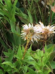Sympetrum costiferum