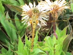 Sympetrum costiferum
