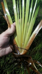 Xyris fimbriata
