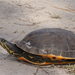 Chicken Turtle - Photo (c) Mary Keim, some rights reserved (CC BY-NC-SA)