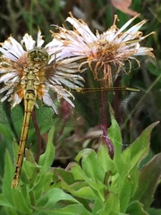Sympetrum costiferum