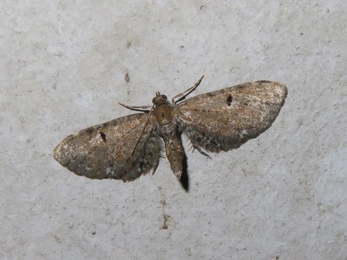 Wormwood Pug, Zuid-Holland, Nederland, photo 5 of 10
