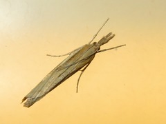 Agriphila selasella