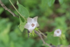 Polystemma guatemalense