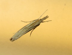 Agriphila selasella