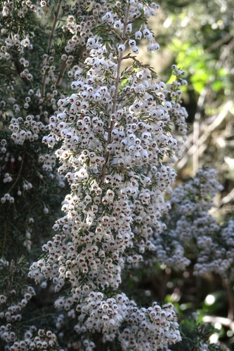 Avistamiento Erica arborea