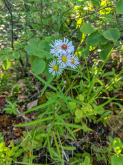 Symphyotrichum bracteolatum