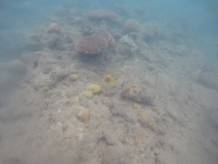 Chaetodon aureofasciatus