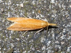 Donacaula forficella