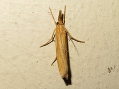 Agriphila selasella