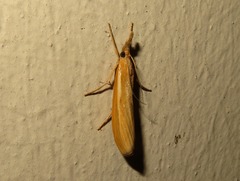 Agriphila selasella